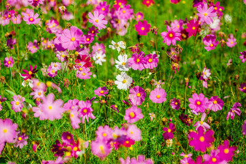 Obraz premium Flower background view The colorful colors of tulips (pink, red, white, orange, yellow, green, purple) planted in gardens for the beauty of the spectators, are species that grow in cold weather.