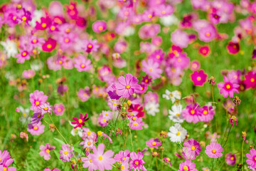 Obraz premium Flower background view The colorful colors of tulips (pink, red, white, orange, yellow, green, purple) planted in gardens for the beauty of the spectators, are species that grow in cold weather.