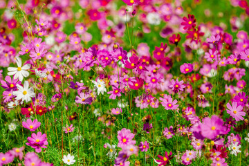 Obraz premium Flower background view The colorful colors of tulips (pink, red, white, orange, yellow, green, purple) planted in gardens for the beauty of the spectators, are species that grow in cold weather.