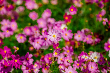 Obraz premium Flower background view The colorful colors of tulips (pink, red, white, orange, yellow, green, purple) planted in gardens for the beauty of the spectators, are species that grow in cold weather.