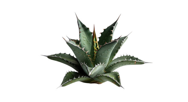 Prickly succulent png Green agave cutout Desert maguey png isolated transparent background image
