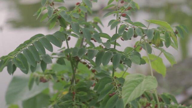 Close-up footage of katuk leaves (Sauropus androgynus) growing beside a fish pond with soft bokeh, captured using a 50mm lens, creating a calm tropical garden atmosphere.
