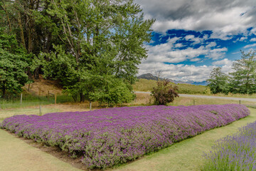 Obraz premium Lavender Field Beside Trees Under Dramatic Sky