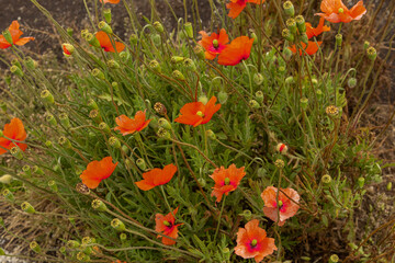 Poppies for remembrance.