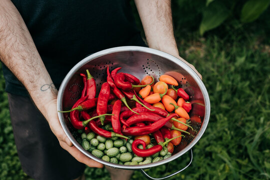 Man holds colander full of freshly harvested fruits and vegetables