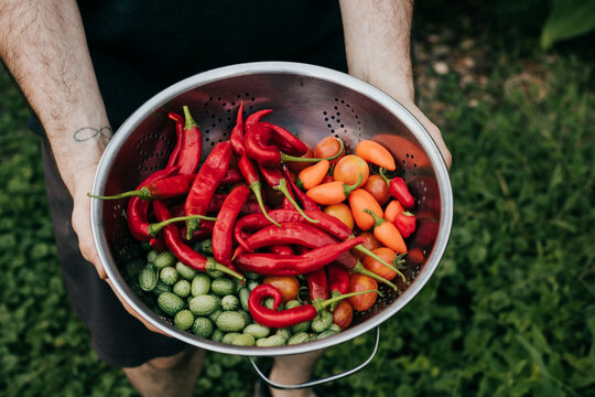 Man holds colander full of freshly harvested fruits and vegetables