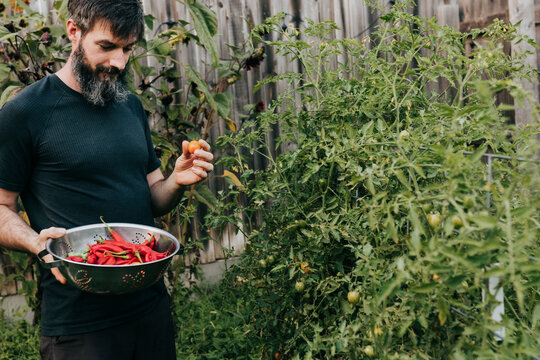 Man harvests cherry tomatoes from bush in backyard garden