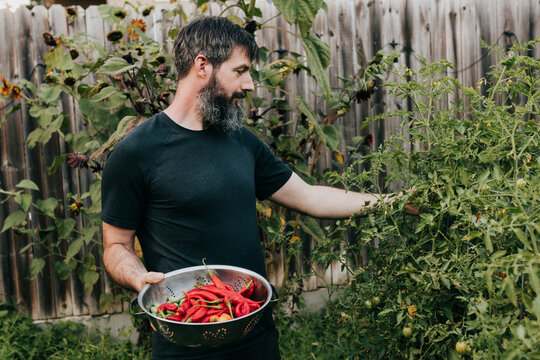 Man harvests cherry tomatoes from bush in backyard garden