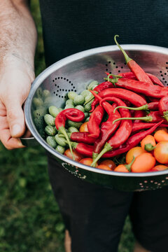 Man holds colander full of freshly harvested fruits and vegetables
