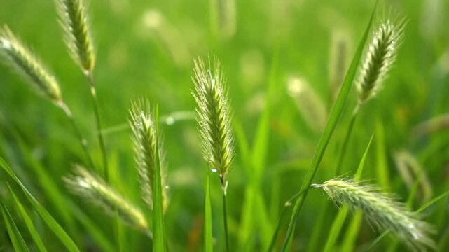 Closeup of Green Foxtail Grass Seed Heads in Soft Sunlight.