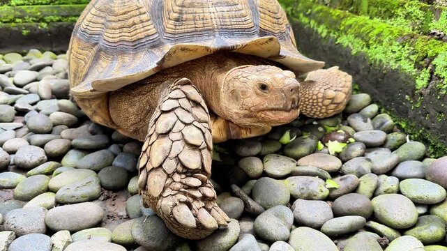 African spurred tortoise resting on ground close up