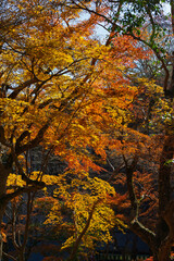 秋の陽光に輝く鮮やかな赤とオレンジの紅葉が美しい日本の秋の風景