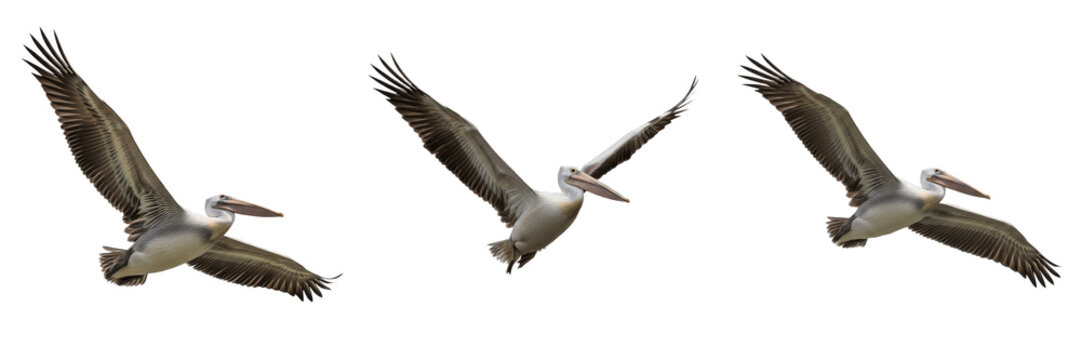 Set of three brown pelicans flying in group isolated on transparent PNG background