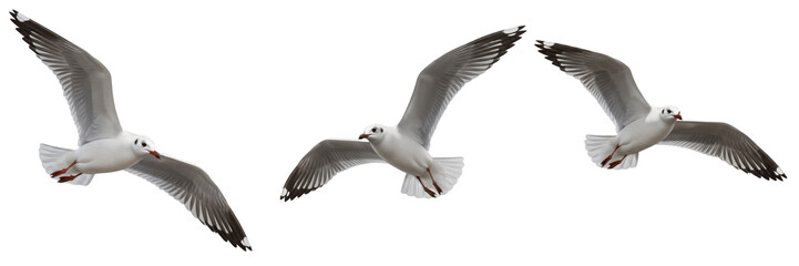 Set of three seagulls flying in group isolated on transparent PNG background © charline