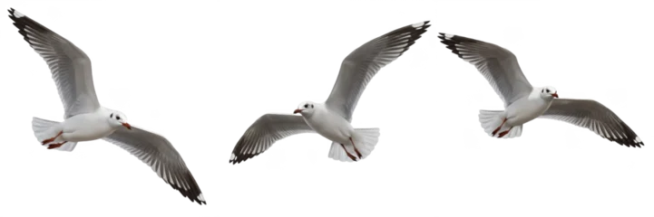 Set of three seagulls flying in group isolated on transparent PNG background © charline
