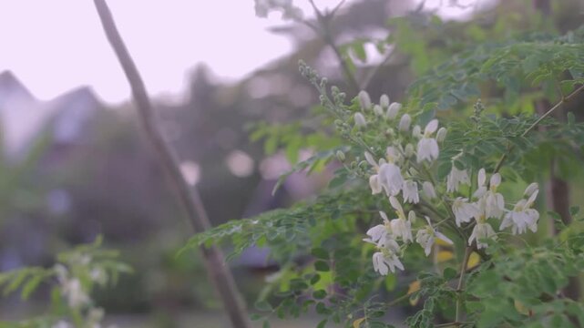 Close-up footage of blooming moringa (Moringa oleifera) flowers with soft bokeh background, captured using a 50mm lens, creating a calm tropical garden atmosphere.