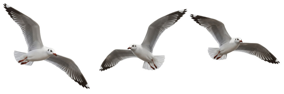 Set of three seagulls flying in group isolated on transparent PNG background