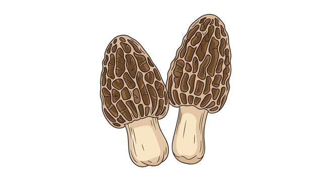 Botanical illustration of two rare morel mushrooms showing their distinctive honeycomb textured caps and pale stems.