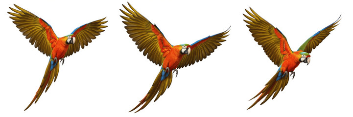 Fototapeta premium Set of three scarlet macaws flying in group isolated on white background