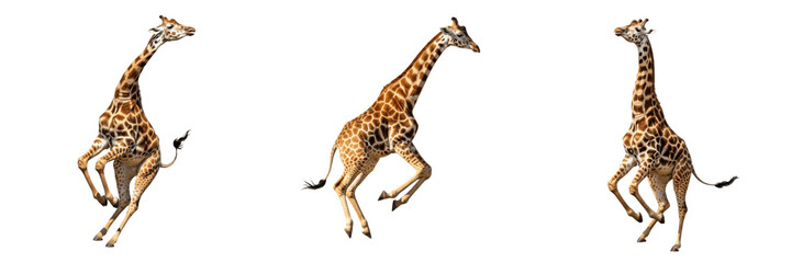  Set of three giraffes jumping in group isolated on white background © charline