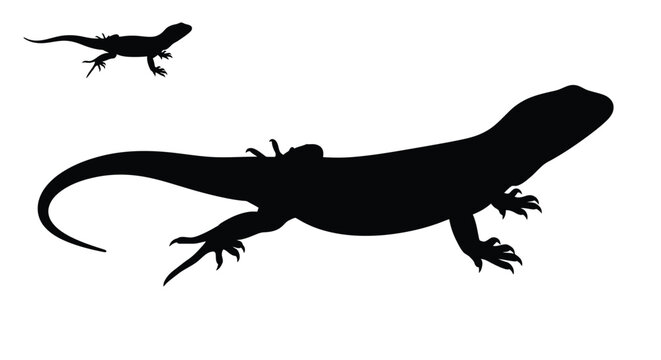 Two lizards depicted in stark black shapes a detailed silhouette