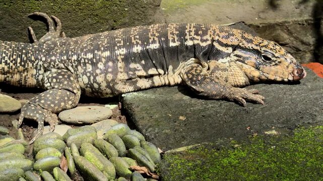 Argentine black and white tegu walking on stone path