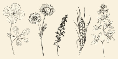 Detailed botanical illustration of various wildflowers and grasses © AnupKumar