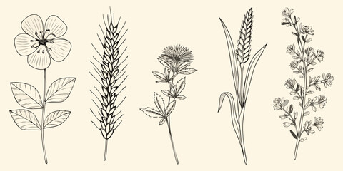 Botanical illustration featuring various grasses wildflowers and cereal crops © AnupKumar