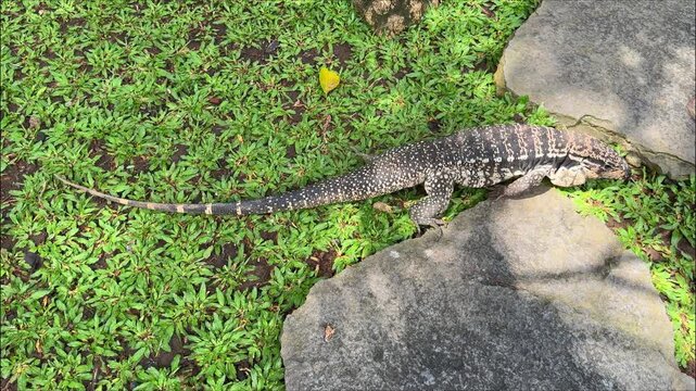 Argentine black and white tegu walking on stone path