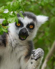 Fototapeta premium Ring tailed lemur eating green leaf in natural forest habitat vertical