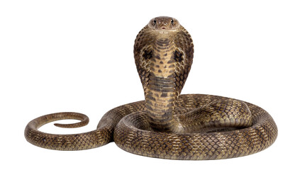 A striking king cobra poised for attack © Soom Space