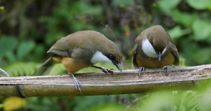 White-throated Laughingthrush feeding on a tree branch near mandal, Uttarakhand, India 