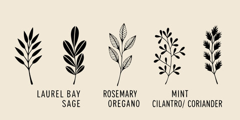 Botanical illustration of various herbs with handwritten labels © ShibuProsad