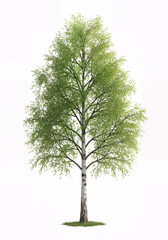 Obraz premium Green birch tree with lush foliage isolated on white background 