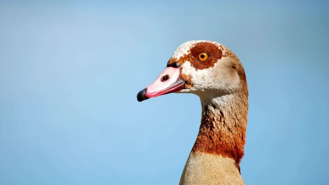 Close-up portrait of an Egyptian goose with striking orange eyes against a soft blue sky