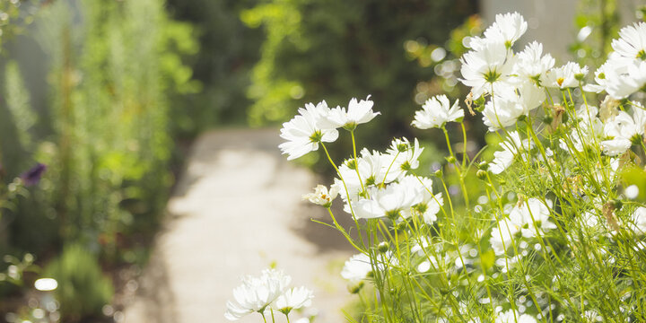 White cosmos flowers along a tranquil path in morning sun, banner with copy space