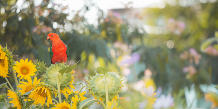 King parrot sitting on a sunflower head in the garden