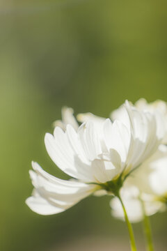 Ruffled white cosmos flower petals close up with copy space