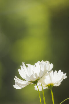 White cosmos flowers with natural green background providing copy space