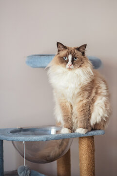 fluffy cat on cat tree
