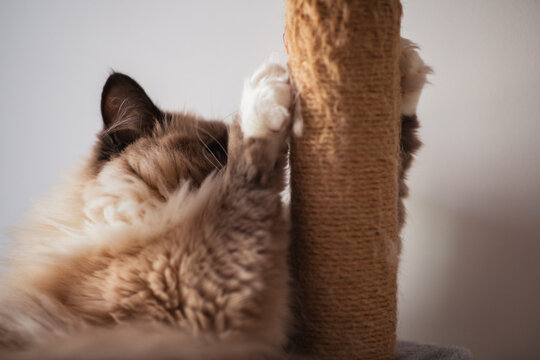 fluffy cat on cat tree, scratching on the scratch post