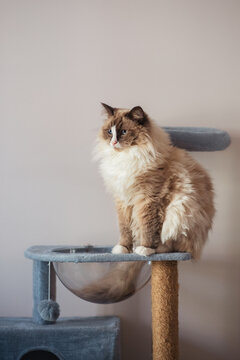 fluffy cat on cat tree