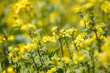 Obraz premium くりはま花の国の菜の花