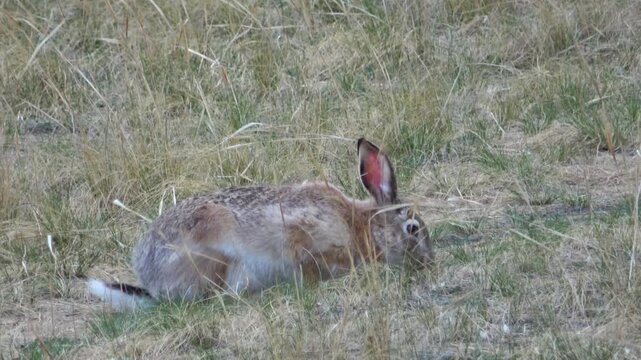 Tolai hare is sitting among the green grass