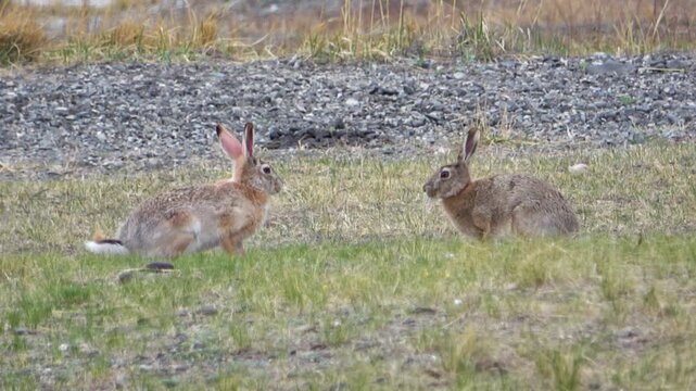 Tolai hare is sitting among the green grass