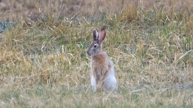Tolai hare is sitting among the green grass