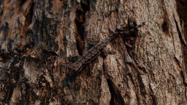 Small brown gecko lizard camouflaged on rough tree bark texture blending perfectly with natural environment background