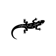 Fototapeta premium Isolated lizard reptile wildlife animal creature such as a gecko or iguana on a white background