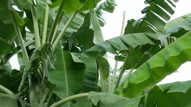 detail of green banana leaf texture with sunlight showing parallel veins and natural pattern in tropical garden