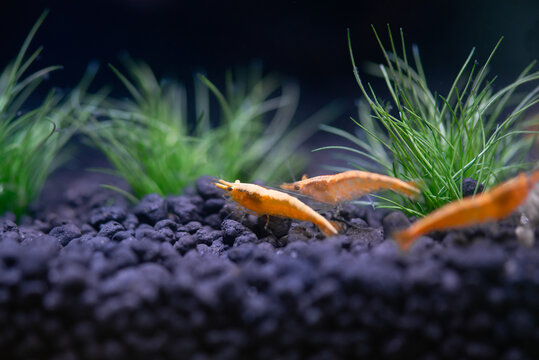 Orange sakura dwarf shrimp on black soil in freshwater planted aquarium.